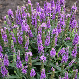 Magic Show&reg; Purple Illusion Speedwell flowers
