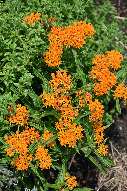 Butterfly Weed flowers