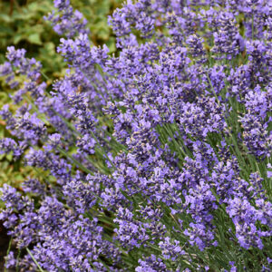 Essence Purple Lavender flowers