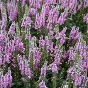 Magic Show&reg; Pink Potion Speedwell flowers