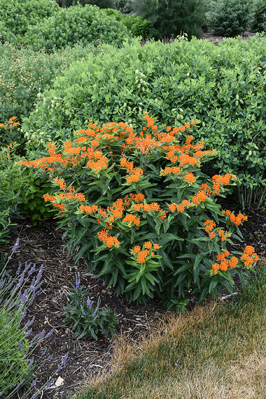Butterfly Weed in bloom