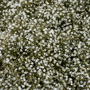 Summer Sparkles Baby's Breath flowers