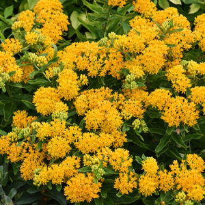 Hello Yellow Milkweed flowers