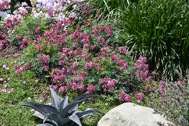 Pink Diamonds Fern-leaved Bleeding Heart in bloom