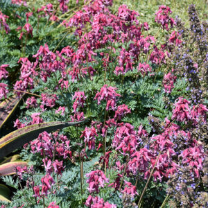 Pink Diamonds Fern-leaved Bleeding Heart flowers