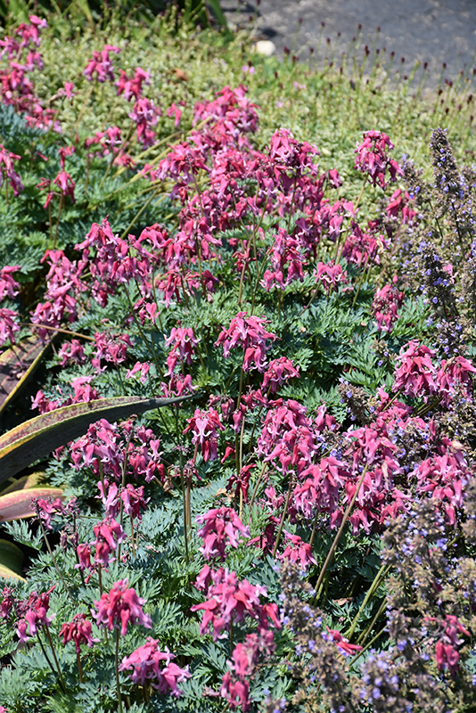 Pink Diamonds Fern-leaved Bleeding Heart flowers