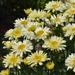 Amazing Daisies&reg; Banana Cream II Shasta Daisy flowers