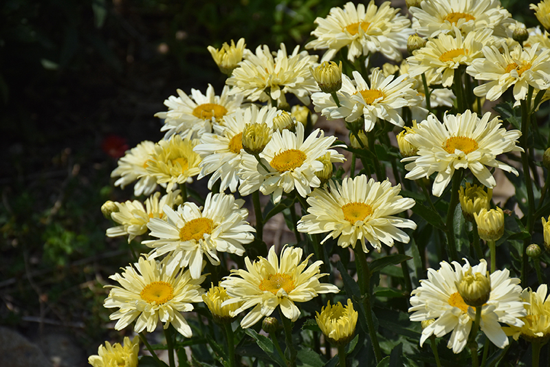 Amazing Daisies® Banana Cream II Shasta Daisy flowers