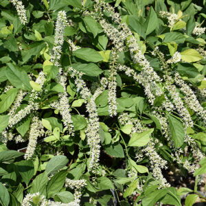 Scentlandia&reg; Virginia Sweetspire flowers