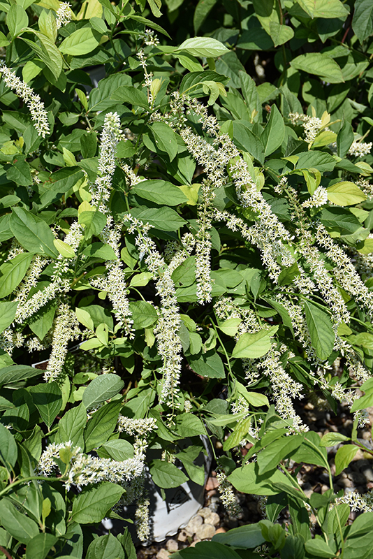 Scentlandia® Virginia Sweetspire flowers