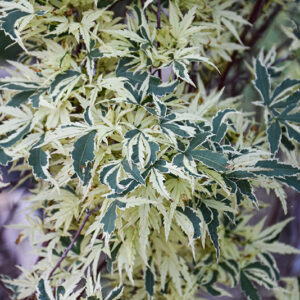 Butterfly Variegated Japanese Maple foliage