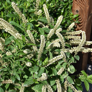 Fizzy Mizzy® Virginia Sweetspire flowers