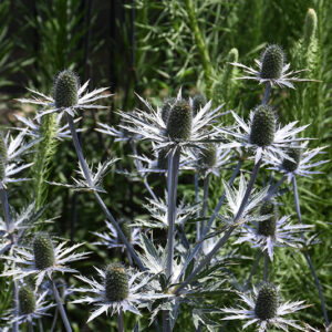 Flat Sea Holly flowers