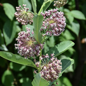 Common Milkweed flowers
