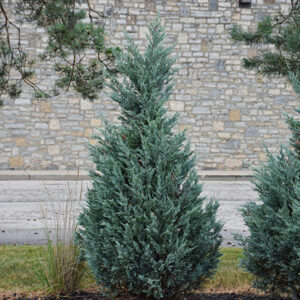Blue Point Juniper