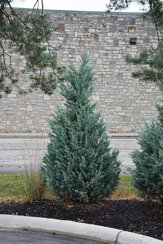 Blue Point Juniper