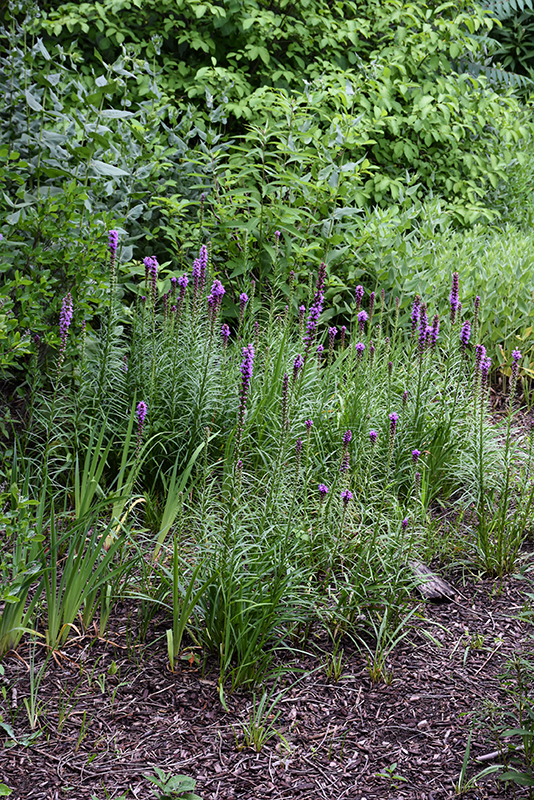 Blazing Star in bloom