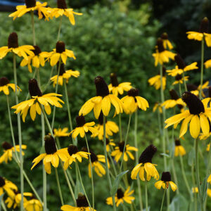 Giant Coneflower flowers