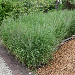 Shenandoah Reed Switch Grass