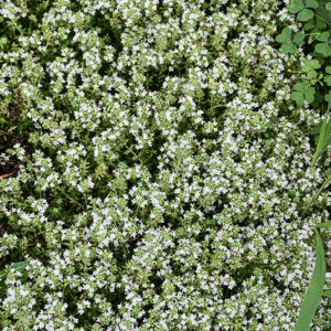 White Moss Thyme flowers