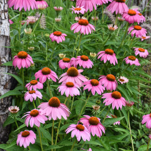 Purple Coneflower flowers