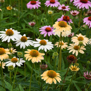 Mellow Yellows Coneflower flowers