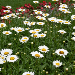 Shasta Daisy in bloom