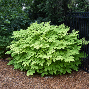 Sun King Japanese Spikenard