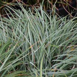 Blue Zinger Blue Sedge foliage