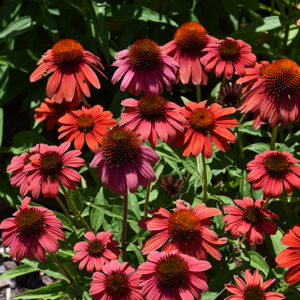 Summersong&trade; Firefinch&trade; Coneflower flowers