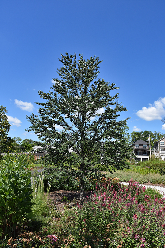 Red Fox Katsura Tree