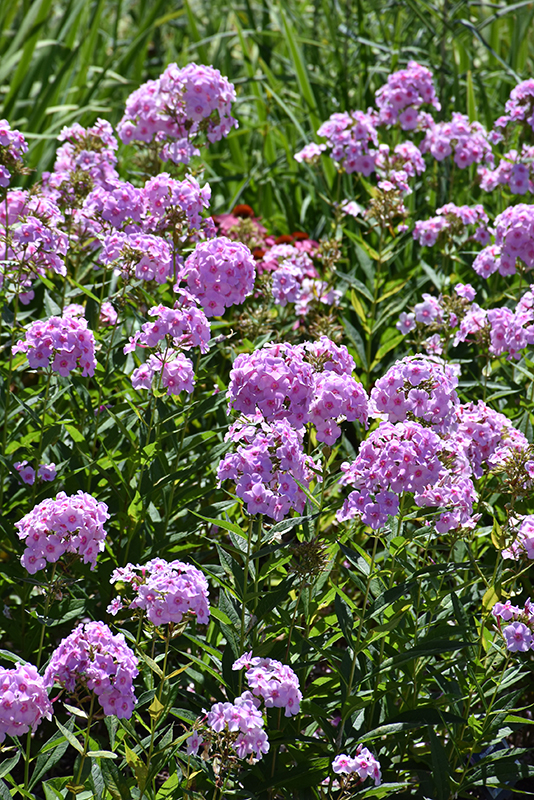Luminary™ Opalescence Garden Phlox foliage