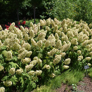 Gatsby Gal&reg; Hydrangea in bloom