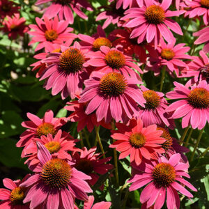 Sombrero&reg; Tres Amigos Coneflower flowers