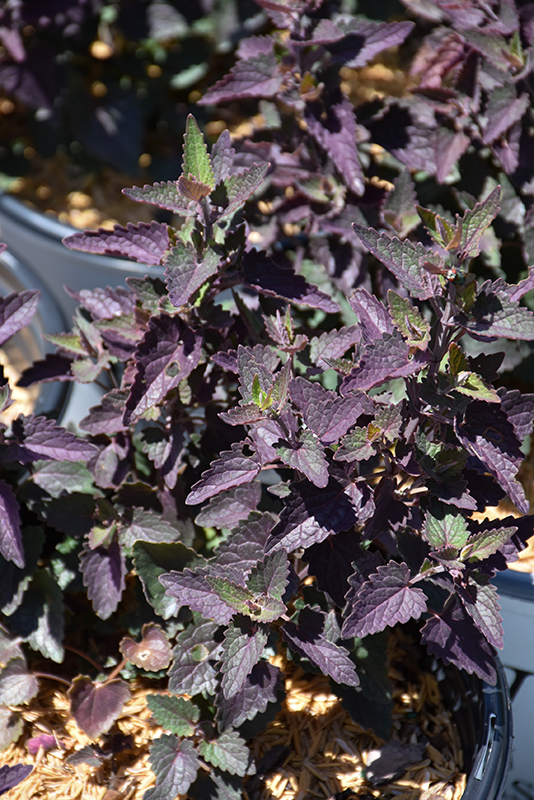 Meant to Bee™ Royal Raspberry Hyssop foliage