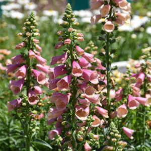 Arctic Fox Rose Foxglove flowers