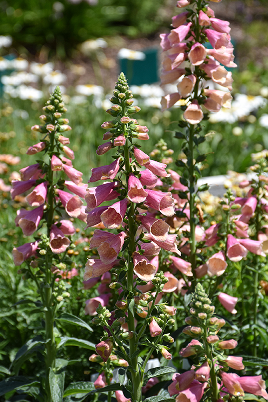 Arctic Fox Rose Foxglove flowers