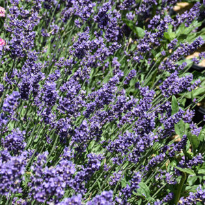 SuperBlue Lavender flowers