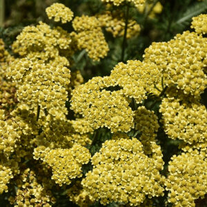 Firefly Sunshine Yarrow flowers