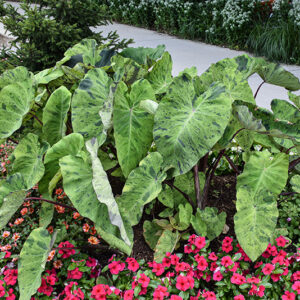 Mojito Elephant Ear