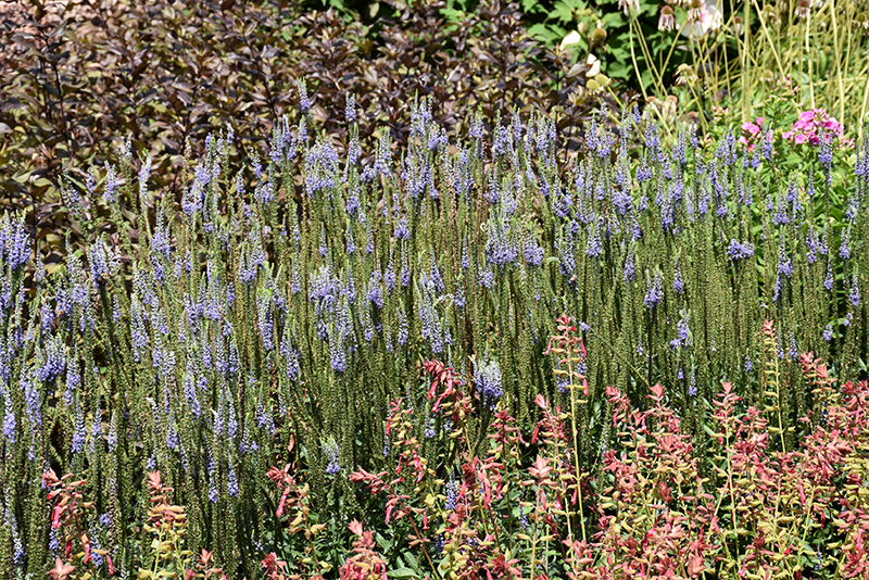 Blue Skywalker Speedwell in bloom