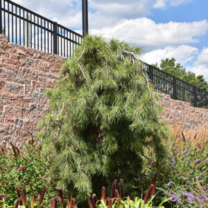 Angel Falls Weeping White Pine
