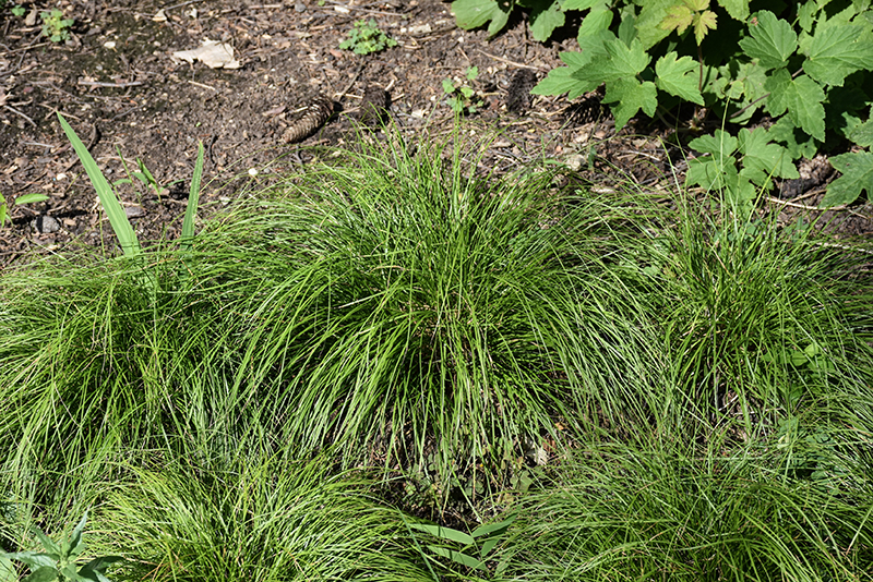 Appalachian Sedge