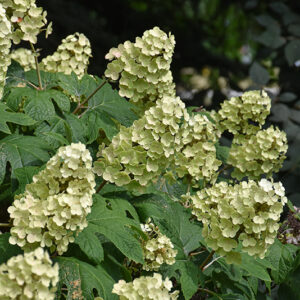 Snow Queen Hydrangea flowers