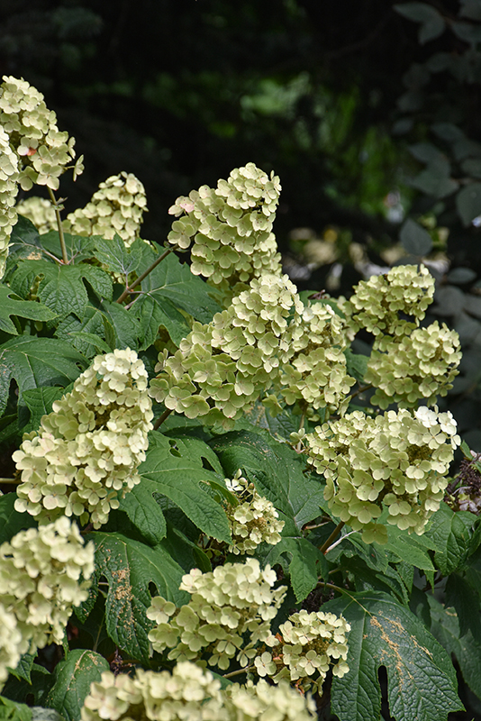 Snow Queen Hydrangea flowers