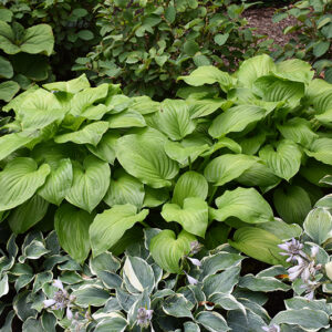 Guacamole Hosta