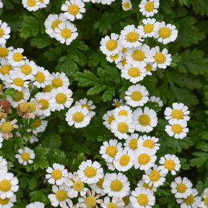 Feverfew flowers