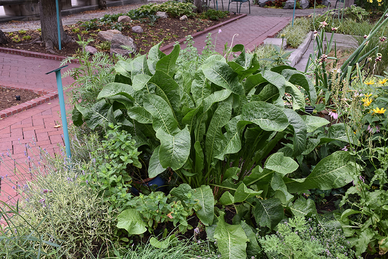Horseradish