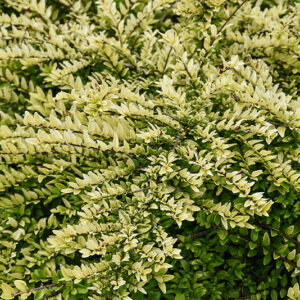 Thunderbolt&trade; Box Honeysuckle foliage