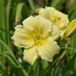 Fragrant Returns Daylily flowers